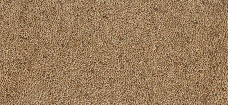 Pureza Alpiste seed Pureza Alpiste seed